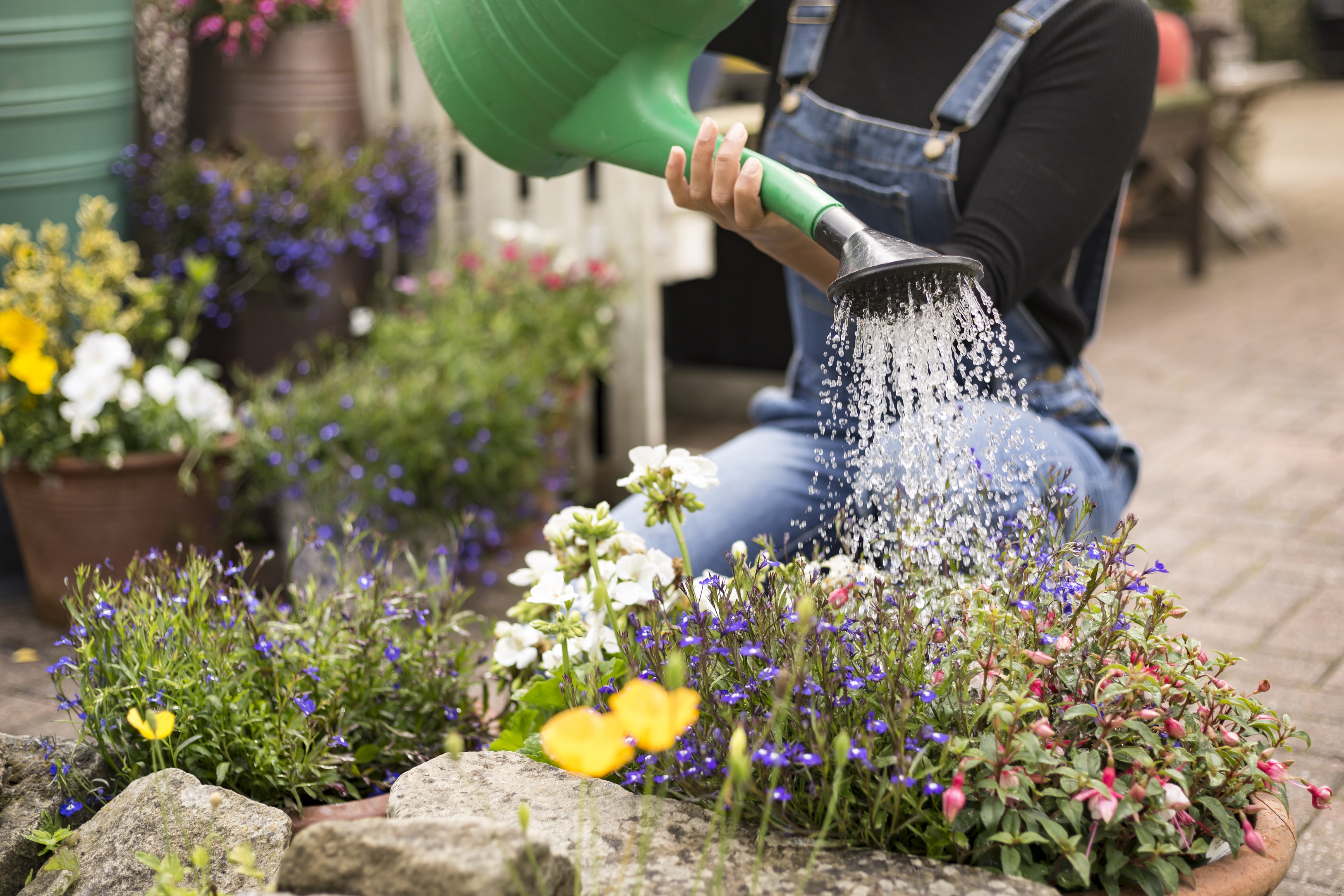 A Person Waters Their Garden With A Watering Can