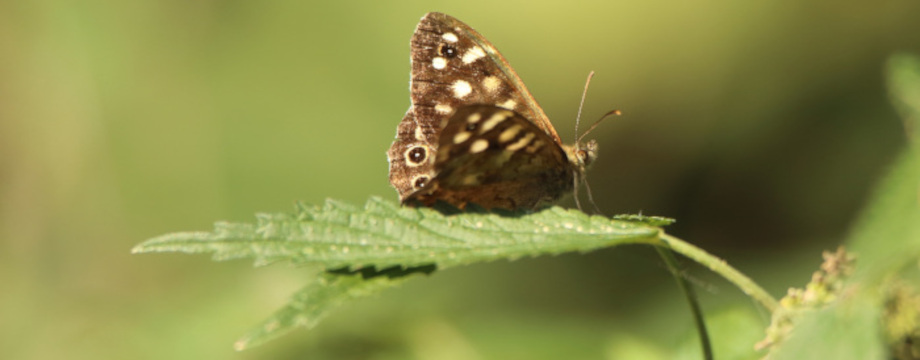 A photo of a butterfly on a leaf