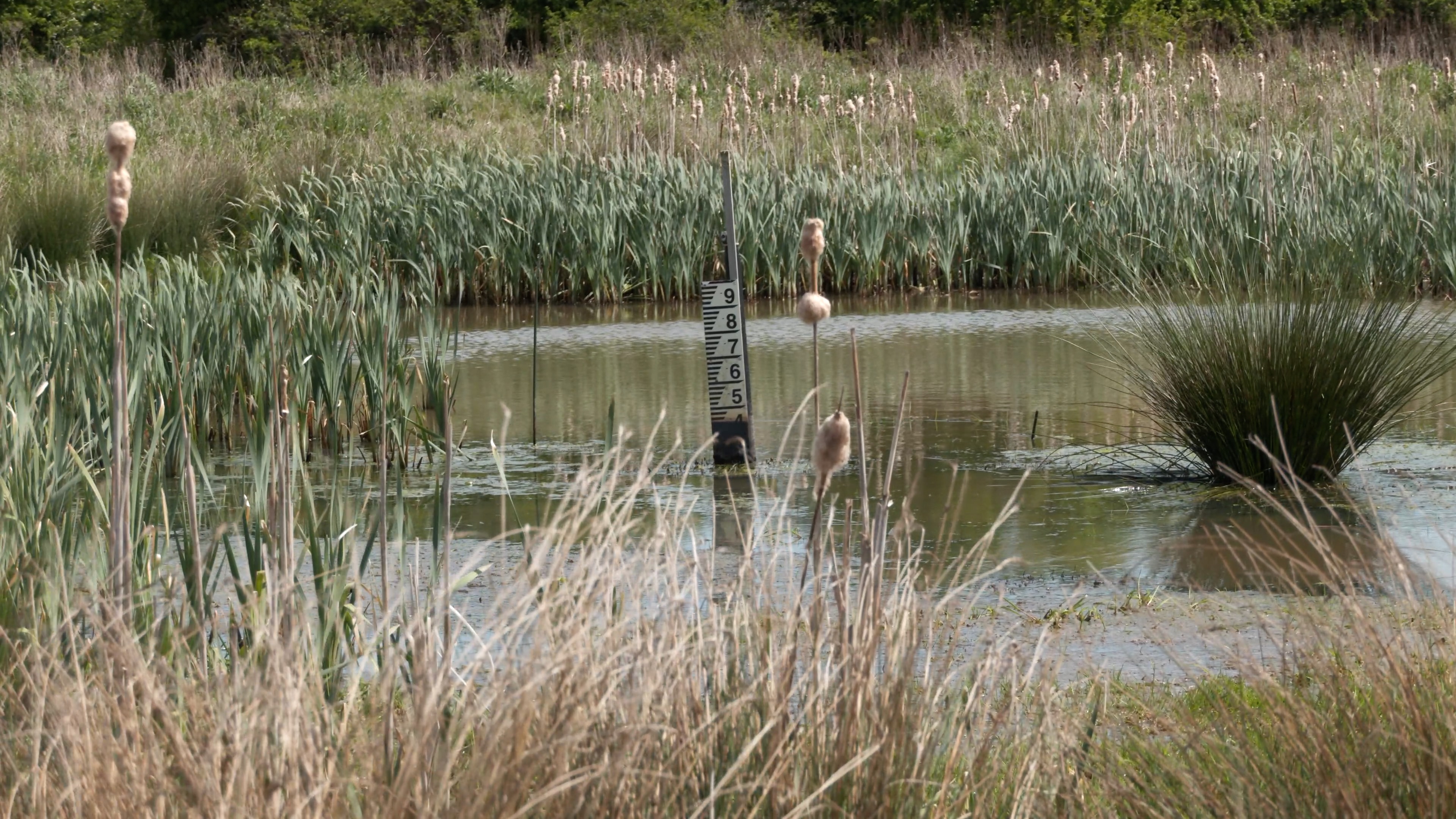 Low water at Littlestock Brook and Wetlands