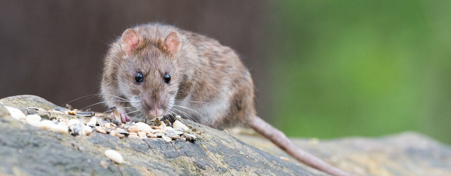 rat