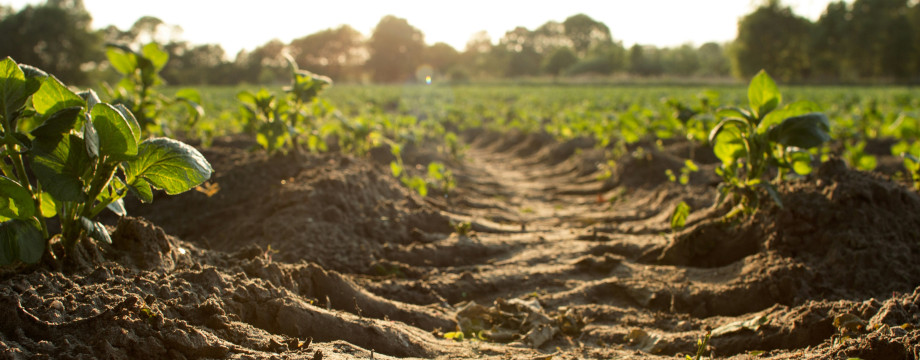 Field of crops